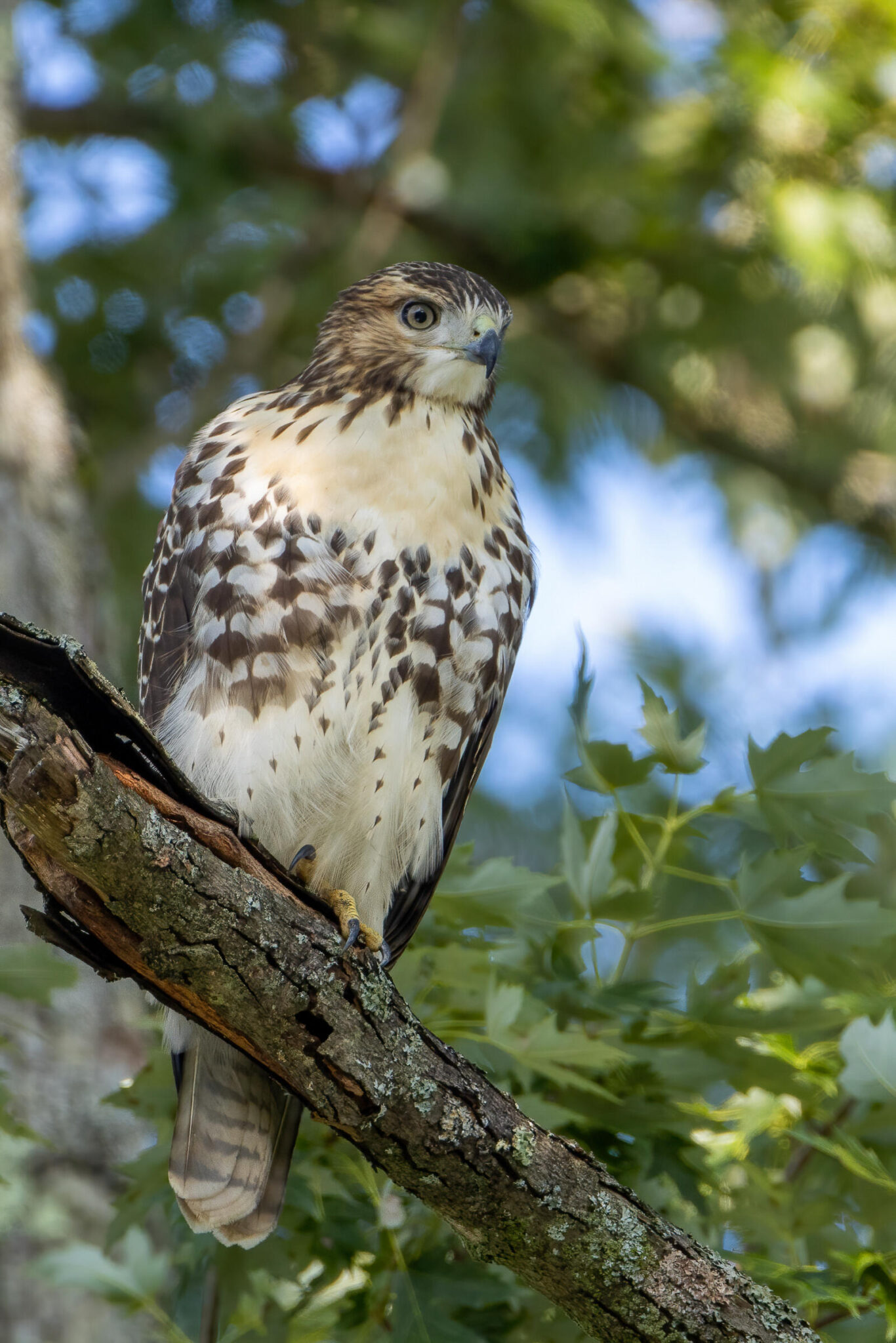 Red-tailed Hawk in my maple tree this morning » Marjorie Melnick